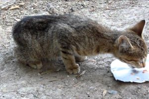 Abandoned cat rescue - Lucky Kitty, a chance at life. Rescued by Howl Of A Dog