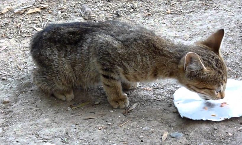 Abandoned cat rescue - Lucky Kitty, a chance at life. Rescued by Howl Of A Dog