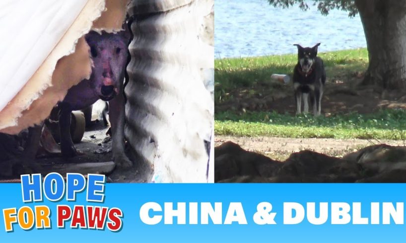 Abandoned dogs waited for someone to call Hope For Paws!