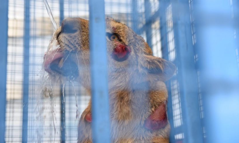 Abandoned zoo animals rescued in Syria