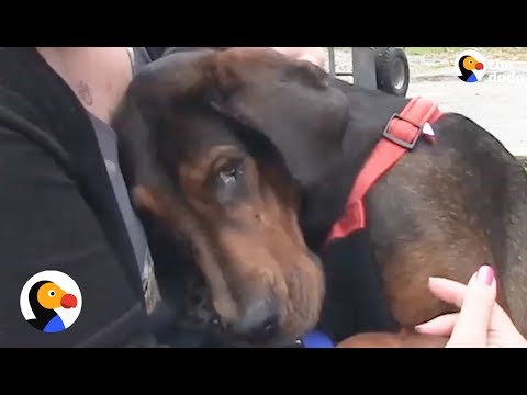 Abused Dog Feels Love for the First Time After Spending Life in Chains | The Dodo
