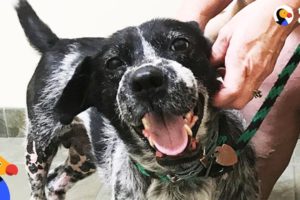 Abused Dog Rescued Just In Time Lives The Happiest Life Now | The Dodo