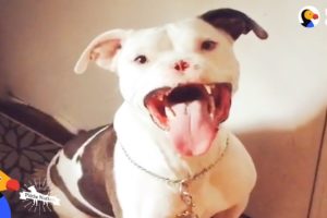 Abused Pit Bull Gets To Be a Dog Again Thanks to Loving Mom | The Dodo Pittie Nation