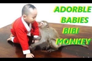 Adorable Babies Playing With Bibi Monkey || Funny Animals