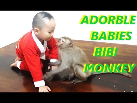 Adorable Babies Playing With Bibi Monkey || Funny Animals