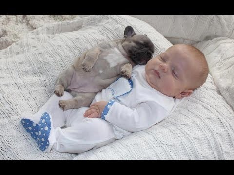 Adorable Pug Puppies Love Babies Compilation  - A Cute Puppy and Baby Videos 2017