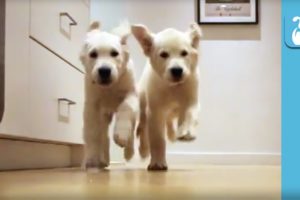 Adorable Puppies Running For Dinner Time-lapse - Puppy Love