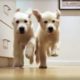 Adorable Puppies Running For Dinner Time-lapse - Puppy Love