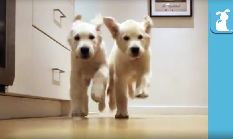 Adorable Puppies Running For Dinner Time-lapse - Puppy Love