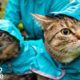 Adventure Cats Who Were Once Strays Have The Best Moms Now + Other Cat Rescues | The Dodo Top 5