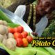Aloo Recipe | Simple Potato Curry | Easy and Quick Potato Recipe By Mastanamma