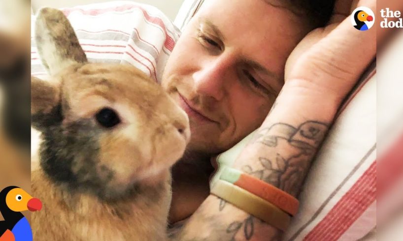 Amazing Rabbit Changes Man's Mind About Animals - CHIEF BRODY | The Dodo - Happy Father's Day!