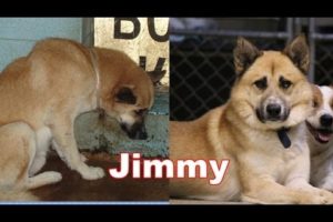 Amazing Transformation of a Shelter Pet  - The Story of Jimmy. Adopt Rescue Foster