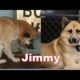 Amazing Transformation of a Shelter Pet  - The Story of Jimmy. Adopt Rescue Foster