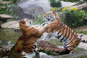 Amazing Ultimate Wild Animal Battle under River ! Survival Life of Crocodile,Tiger,Leopard ,Python