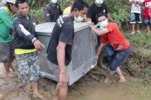 Amazing release of three orangutans by International Animal Rescue