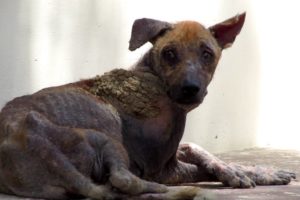 Amazing transformation of rescued street dog dying from mange