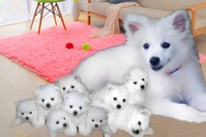 American Eskimo dog giving birth to cute puppies
