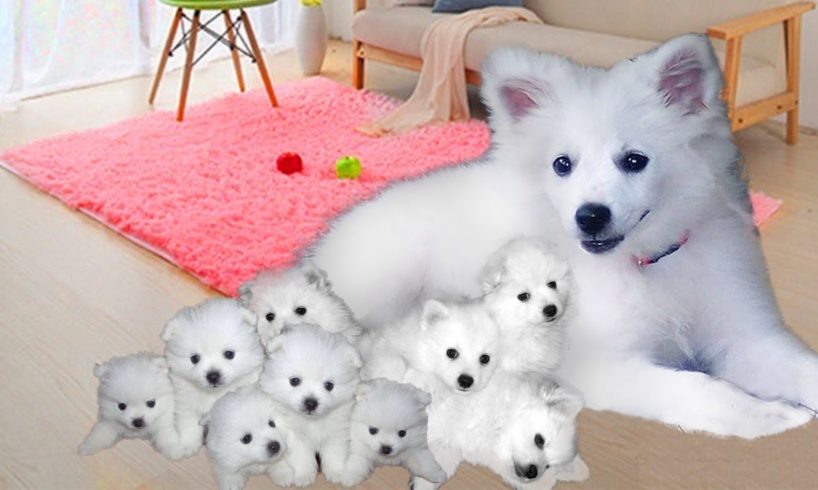 American Eskimo dog giving birth to cute puppies