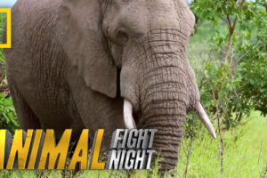 An Elephant Smack Down | Animal Fight Night