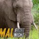 An Elephant Smack Down | Animal Fight Night