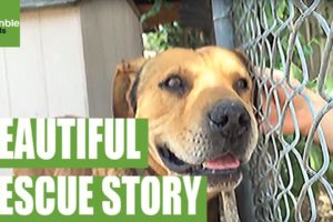 An emotional and inspiring dog rescue story