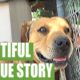 An emotional and inspiring dog rescue story
