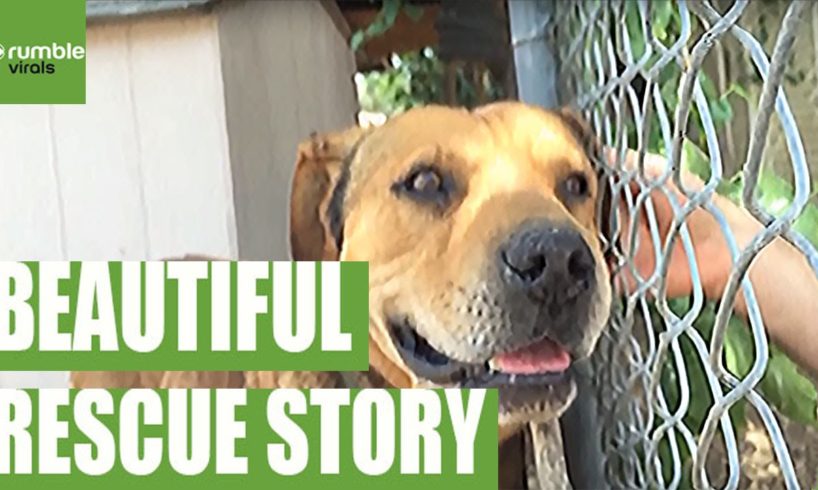 An emotional and inspiring dog rescue story