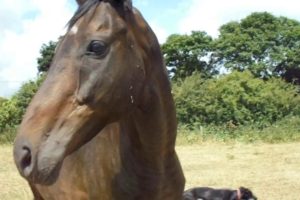 Animal Aid and the rescued race horses
