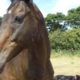 Animal Aid and the rescued race horses
