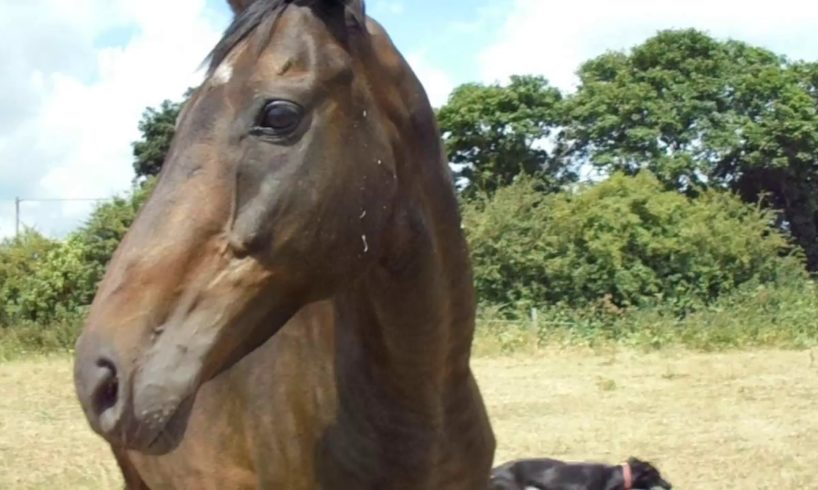 Animal Aid and the rescued race horses