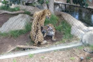 Animal Fight at the San Diego Zoo