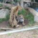 Animal Fight at the San Diego Zoo