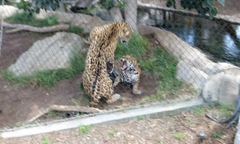 Animal Fight at the San Diego Zoo