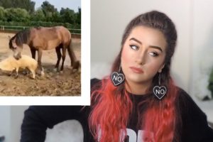 Animal Fighting, Wild Horses VS People, & MORE - Raleigh Reacts