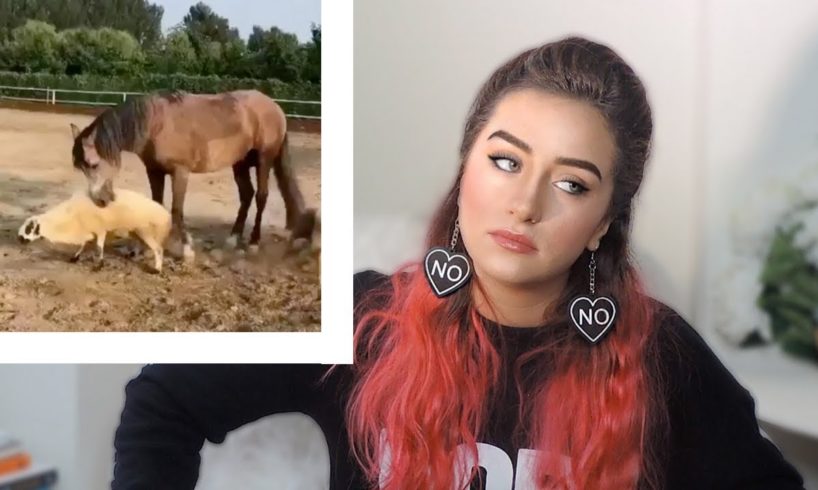 Animal Fighting, Wild Horses VS People, & MORE - Raleigh Reacts