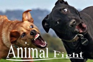Animal Fights:------ Dog vs Cat Fight 2017