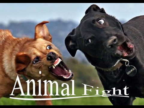Animal Fights:------ Dog vs Cat Fight 2017