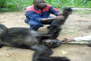 Animal Fights Gorilla vs baboon. Lion vs Tiger. Anaconda kills Hippo. Monkey attacks