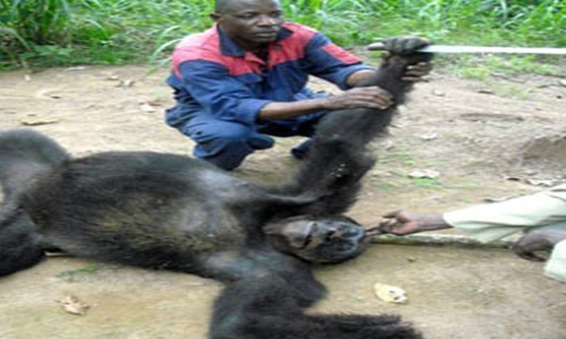 Animal Fights Gorilla vs baboon. Lion vs Tiger. Anaconda kills Hippo. Monkey attacks