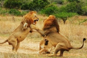 Animal Fights HD  2016