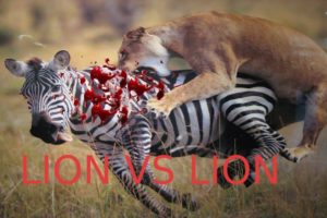 Animal Fights: Lion vs Lion - Amazing Fight To Death