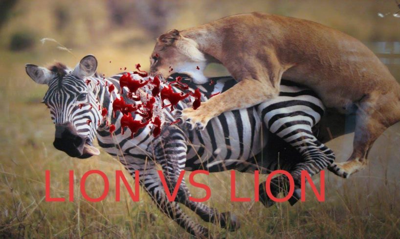 Animal Fights: Lion vs Lion - Amazing Fight To Death