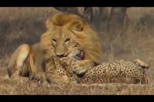 Animal Fights - Lions attack cheetah and crocodile