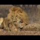 Animal Fights - Lions attack cheetah and crocodile