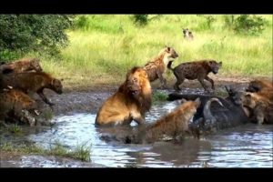 Animal Fights With The Strongest And Incredible Animals - National Geographic Animals