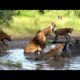 Animal Fights With The Strongest And Incredible Animals - National Geographic Animals