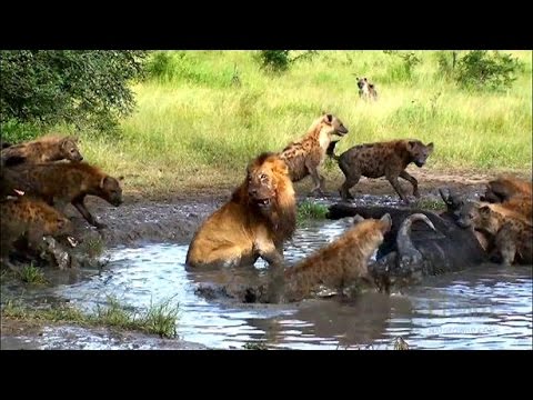 Animal Fights With The Strongest And Incredible Animals - National Geographic Animals