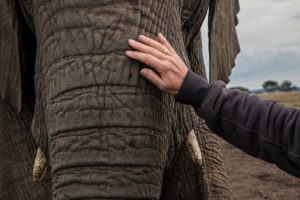 Animal Rescue, Reunited With An Elephant He Rescued After 30 Years.