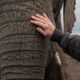 Animal Rescue, Reunited With An Elephant He Rescued After 30 Years.